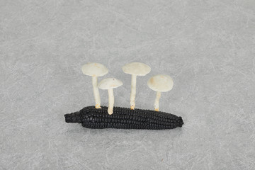 Burnt Corn Blotched Woofwax, 2020 - © Paris Internationale