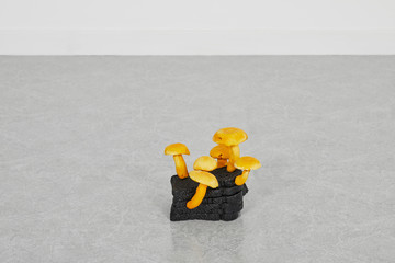 Burnt Toast False Saffron Milkcap, 2020 - © Paris Internationale