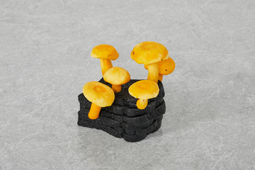 Burnt Toast False Saffron Milkcap, 2020 - © Paris Internationale
