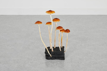 Burnt Toast Scruffy Twiglet, 2020 - © Paris Internationale