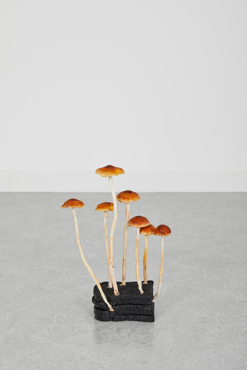 Burnt Toast Scruffy Twiglet, 2020 - © Paris Internationale