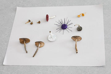 Foraged I, 2020 - © Paris Internationale