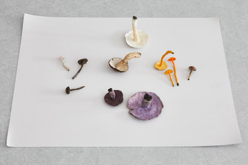 Foraged II, 2020 - © Paris Internationale