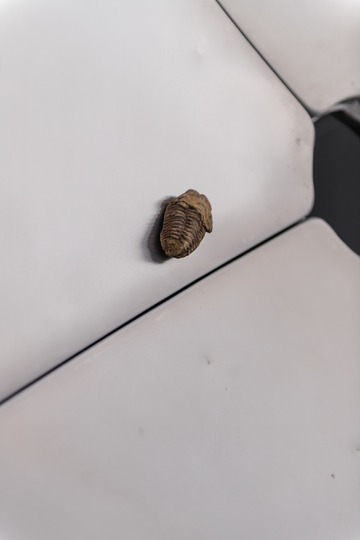 Parable - © Paris Internationale