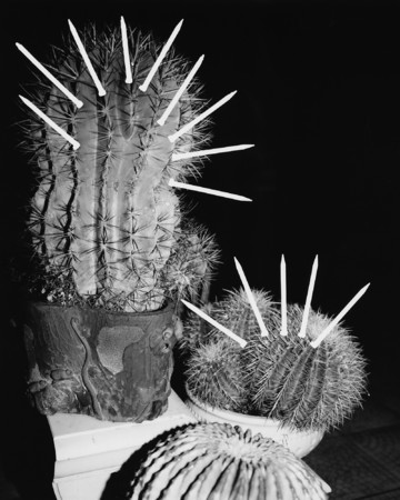 Prick - © Paris Internationale