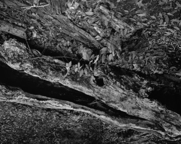 The Hunted - © Paris Internationale
