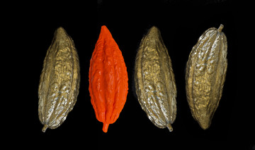 Seeds Of Gold, Turn Fertile Land to Stone II - © Ginsberg Galeria, Paris Internationale