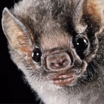 Untitled (AB) - © Paris Internationale