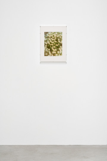 Growth (Oxeyes) - © Paris Internationale