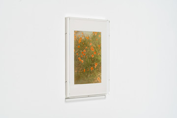 Growth (Poppies) - © Paris Internationale