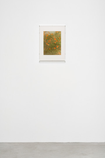 Growth (Poppies) - © Paris Internationale