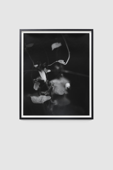 Asagao 5 - © Paris Internationale