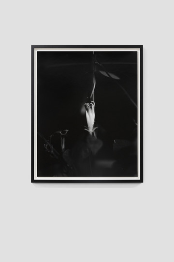 Asagao 8 - © Paris Internationale