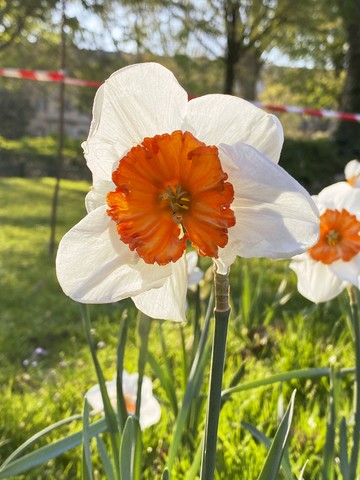 White and orange Flower, 2021 - © Paris Internationale