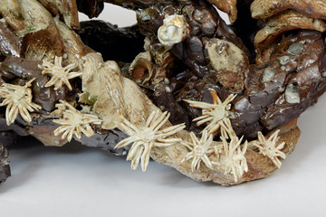 Caterpillar Engine 10, 2023 - © Paris Internationale