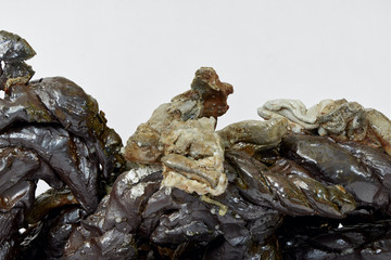 Caterpillar Engine 10, 2023 - © Paris Internationale