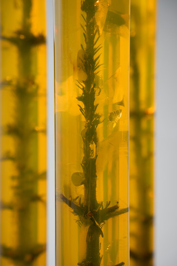 Leaving an Annual Growth at the Top: Succession - © Paris Internationale