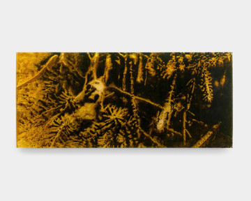 Walking, knocking on the roots, and shaking the spruce paws #8 - © Paris Internationale