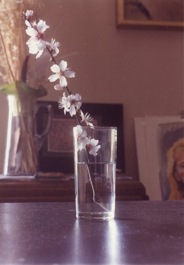 George Tourkovasilis, Untitled [Almond Blossom Still Life], C-print on Kodak paper, c. 1985, 9 x 12.7cm - © Courtesy The George Tourkovasilis Archive and Records, Athens, Paris Internationale