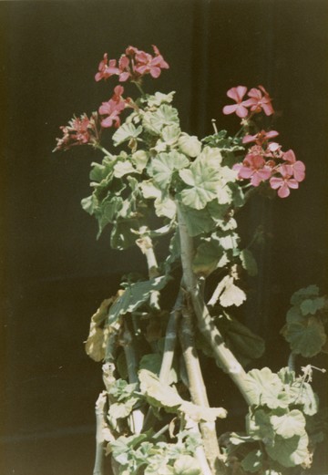 George Tourkovasilis, Untitled [Geraniums], n.d., c- print, 12.5 x 8.5 cm - © Courtesy The George Tourkovasilis Archive and Records, Athens, Paris Internationale