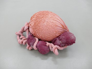 Eva Fàbregas, Exudate #84 (2025), Air, elastic mesh and latex, 26 x 55 x 35 cm - © Paris Internationale