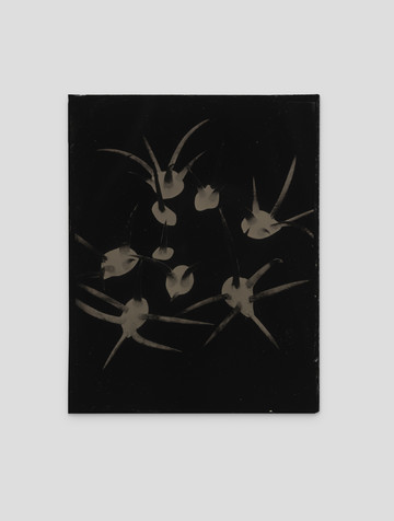 *Weaving Shadow*, ZHANG Ruyi, 2022-2025. Wet-plate collodion positive on black glass, 12.5 × 10 cm (each piece) - © Courtesy the artist and Don Gallery, Paris Internationale