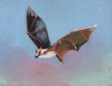 Bat Opera - © Paris Internationale