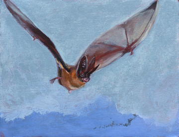 Bat Opera - © Paris Internationale