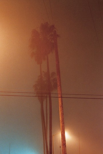 Palm Trees, 2007 - © Paris Internationale