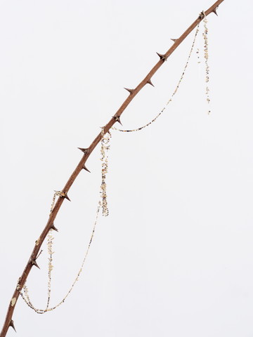 sissi club - © Paris Internationale