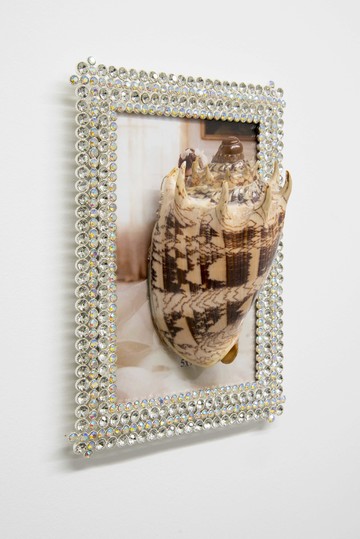 Volutidae - © Paris Internationale