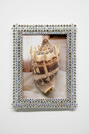 Volutidae - © Paris Internationale