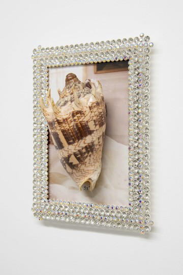 Volutidae - © Paris Internationale