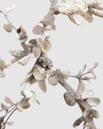 Xenophora IV - © Paris Internationale