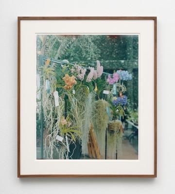 Orchid dreams (ribbons), - © Paris Internationale