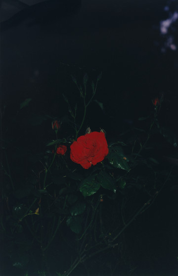 Jesse Glazzard, Midnight Rose, 2025
Fujifilm Crystal Archive Paper Maxima Gloss, 61 x 50.8 cm / 58 x 42 cm (framed) / 24 x 20 in / 22 ¾ x 16 ½ in (framed) - © Paris Internationale