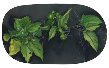 Solanum americanum No. 2, LIN Shan, 2026. Oil on aluminum, 9 × 16.5 cm - © Paris Internationale