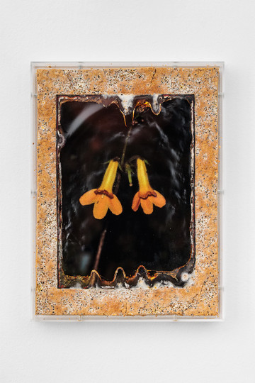 Angelika Loderer
Exposure (3), 2024
plexiglass and c-print, wood, mushroom mycelium 
37 x 28 x 4 cm - © Paris Internationale